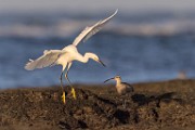 Sea of Cortez  Snowy Egret and Whimbrel : Snowy Egret and Whimbrel